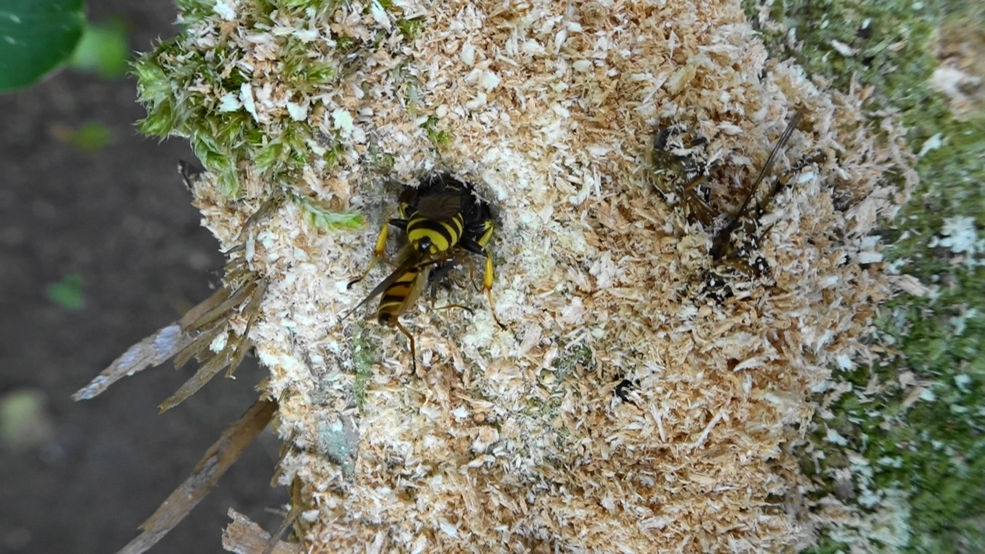 levenscyclus blokhoofdwesp